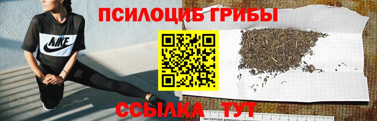 Галлюциногенные грибы Psilocybe Хасавюрт